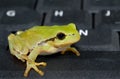 Green tree frog sitting on computer keyboard Royalty Free Stock Photo