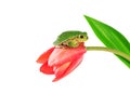 Green tree frog sitting on tulip flower on white background Royalty Free Stock Photo