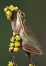 Green tree frog sniffing flowers