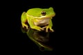 Green Tree Frog Studio Portrait Royalty Free Stock Photo