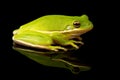 Green Tree Frog Studio Portrait Royalty Free Stock Photo