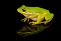 Green Tree Frog Studio Portrait Royalty Free Stock Photo