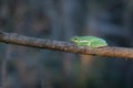 A green tree frog in a Texas forest Royalty Free Stock Photo