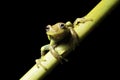 green tree frog tropical amazon jungle amphibian Royalty Free Stock Photo