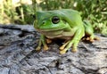 Green tree frog in Tropical North Queensland, Australia