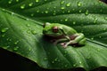 Green Tree Frog under Rain on a Big Leaf extreme closeup. Generative AI Royalty Free Stock Photo