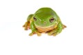 Green tree frog on white Royalty Free Stock Photo