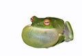 green tree frog on white Royalty Free Stock Photo