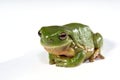 Green tree frog on white background Royalty Free Stock Photo