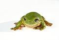 Green tree frog on white background Royalty Free Stock Photo