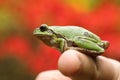 green tree frog on woman& x27;s finger Royalty Free Stock Photo