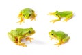 Green tree frogs close up