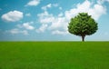 Green tree and grass field with white clouds and blue sky Royalty Free Stock Photo