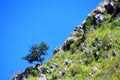 Green tree and grass growth on rock or stone mountain and clear blue sky with copy space