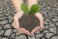 Green tree on the ground in men hands and dry earth background. Royalty Free Stock Photo