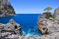 Green tree growing on a bare rock above a blue sea