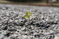 Green tree growing from gray asphalt.Small green tree broke the gray asphalt and grew out of it Royalty Free Stock Photo