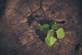 Green tree growing new life leaf on rotten wood Tree stump. Sustainable Lifestyle Green leaves of tree fresh plant texture in