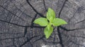 Green tree growing new life leaf on rotten wood stump wall Green leaves of palm tree fresh plant texture in natural tropical