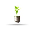 Green tree growing out of bulb isolated with clipping path Royalty Free Stock Photo