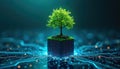Green tree grows from soil on circuit board cube. Digital network background shows blue circuit lines and bokeh lights. Concept Royalty Free Stock Photo