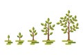 Green tree growth vector diagram Royalty Free Stock Photo