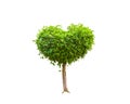 Green tree heart heart shape in valetine day isolated on a white