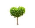 Green tree heart heart shape in valetine day isolated on a white Royalty Free Stock Photo