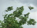 Green Tree during heavy wind Royalty Free Stock Photo