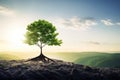 Green tree on hillside against the morning misty landscape