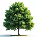 Green tree illustration on isolated plain background. Deciduous hornbeam tree with leafy branches in summer. Tree illustration for Royalty Free Stock Photo