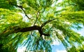 Green tree Royalty Free Stock Photo