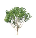 Green tree isolated, Broad leaf Mahogany, known as False mahogany, Honduras, Big leaf, an evergreen leaves plant