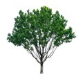Green tree isolated, Broad leaf Mahogany, known as many name are False mahogany, Honduras, Big leaf, an evergreen leaves plant