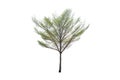 Outdoor of Green tree on isolated, an evergreen leaves plant di cut on white background with clipping path.