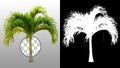 Cut out palm tree. Beach tree Royalty Free Stock Photo