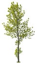 Cut out green tree. Tree in summer isolated Royalty Free Stock Photo