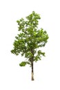 Green Tree isolated on white Royalty Free Stock Photo