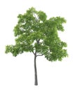 Green tree isolated on white background