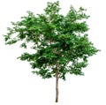 Green tree isolated.