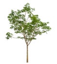 Green tree isolated on white background with clipping path and alpha channel . Royalty Free Stock Photo