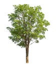 Green tree isolated on white background with clipping path and alpha channel . Royalty Free Stock Photo