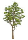 Green tree isolated on white background with clipping path and alpha channel . Royalty Free Stock Photo