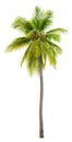 Cut out palm tree. Beach tree. Royalty Free Stock Photo