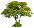 Cutout green tree. Majestic maple Royalty Free Stock Photo