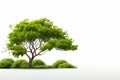 Green tree isolated on a white background. 3d render image Royalty Free Stock Photo