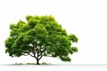 Green tree isolated on a white background. 3d render image Royalty Free Stock Photo