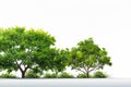 Green tree isolated on a white background. 3d render image Royalty Free Stock Photo