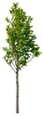 Cut out green tree. Tree in summer isolated