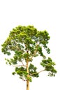 the green tree isolated on white backgroup Royalty Free Stock Photo